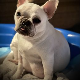 French Bulldog and Labrador Retriever Puppies from Desiree Ortiz's French Bull Dogs and Labrador Retrievers