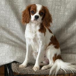 Lief - Cavalier King Charles Spaniel