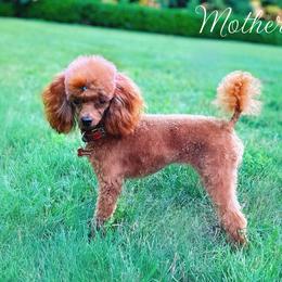 Divine Daphne - Poodle