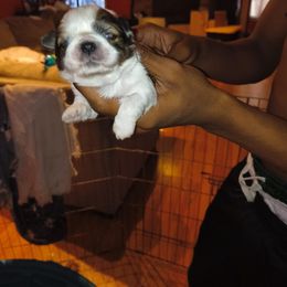 Male 3 - Black gold and white male Shih Tzu puppy in Memphis, Tennessee from Lady Class Kennel