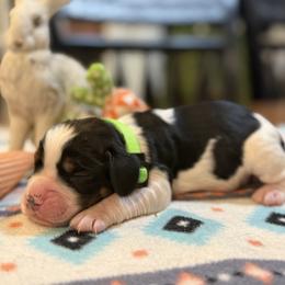 04 Alan - Black white and tan male English Springer Spaniel puppy in Comer, Georgia from Stratton Spaniels