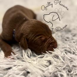 Bumble - Chocolate male Great Dane puppy in Norton, Ohio from Guilty Pleasure Great Danes & Frenchies