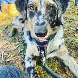 Australian Shepherd All Grown Up from Golden Aussies