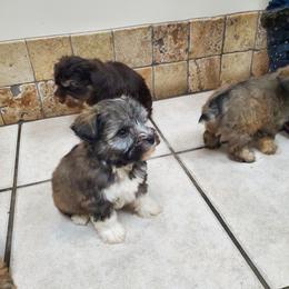 Hermione - Liver female Miniature Schnauzer puppy in Sandy, Utah from Phantom League Schnauzers