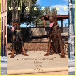 Doberman Pinscher All Grown Up from Storm Cloud Doberman