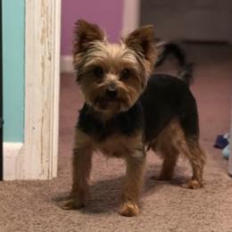 Yorkshire Terriers from C & S Home Bred Yorkies