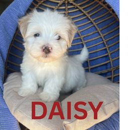AKC DAISY - White Havanese puppy in Fielding, Utah from LUCKY HAVANESE