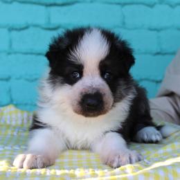 Orange colored male - Panda male German Shepherd puppy in Yakima, Washington from Bahr-S German Shepherds
