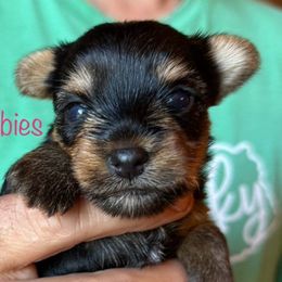 Girl 2 - Yorkshire Terrier puppy from Belle's Yorkie Babies