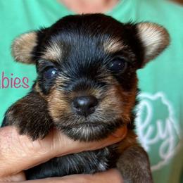 Girl 2 - Yorkshire Terrier puppy from Belle's Yorkie Babies