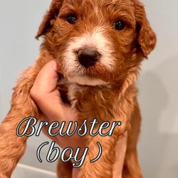Brewster (boy, Blue collar) - Red  male Goldendoodle puppy in Guntersville, Alabama from Carefree Goldendoodles