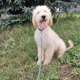 Flame - Cream male Goldendoodle puppy in Harrisburg, Nebraska from Wildcat Hills Doodles