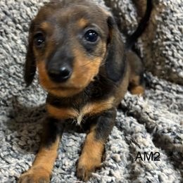 AM2 - Wild boar male Dachshund puppy in South Carolina from Purebred Dachshunds