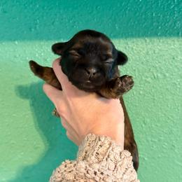 Athena - Gold and white female Shih Tzu puppy in Stroud, Oklahoma from Laik’s Little Shihtz & Poms