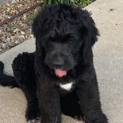 Saint Berdoodle Puppies from Badland St. Berdoodles LLC