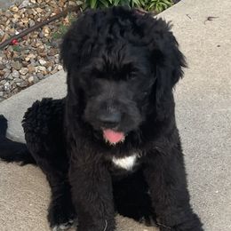 Saint Berdoodle Puppies from Badland St. Berdoodles LLC