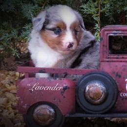 Miniature Australian Shepherd and Toy Australian Shepherd Puppies from Cooper Creek Aussies