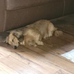 June - Dapple female Dachshund puppy in Paducah, Kentucky from Donette's Doxies