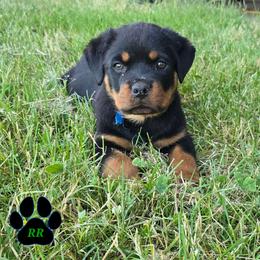 Blue - Black and mahogany male Rottweiler puppy in Tangent, Oregon from Raya's Royals
