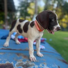 Orange - Liver and white male German Shorthaired Pointer puppy in Ozark, Alabama from Judy Creek GSP's