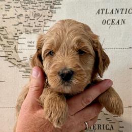 Pink - Red  female Goldendoodle puppy in El Cajon, California from Golden Liberty Doodles