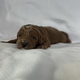 ILIA - Red male Australian Labradoodle puppy in Austin, Texas from AussieTex Labradoodles