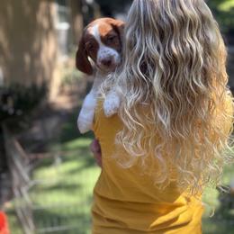 Brittany Puppies from Caliah Brittanys