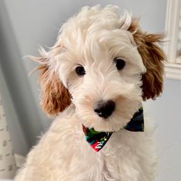 Garlic - Parti male Goldendoodle puppy in Danville, Virginia from Stella’s Stunning Goldendoodles of VA