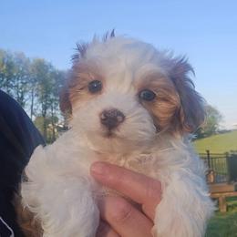 Cabot - Parti male Maltipoo puppy in Lebanon, Kentucky from Mosaic Merle Doodles