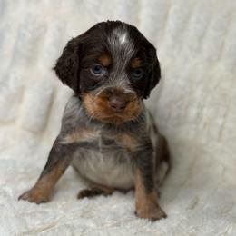Black boy - Tri-Roan male English Springer Spaniel puppy in Fairfield, California from Goldridge Springers