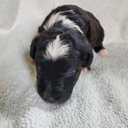 Auggie - Black and white male Sheepadoodle puppy in Bellevue, Iowa from Fluffy Wonders Poms and Doodles