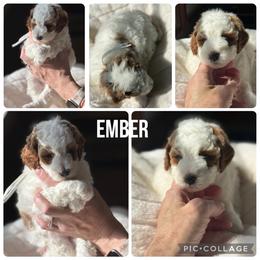 Ember - Red  female Poodle puppy in Mount Vernon, Illinois from AMC Poodles