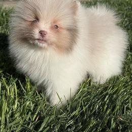 Atlas - Lavender male Pomeranian puppy in Newark, Ohio from Keeperofstars Pomeranians