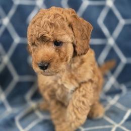 Saffron - Cafe au lait male Maltipoo puppy in Granada Hills, California from Sheryls Puppies