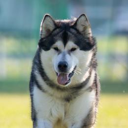 Lumiya - Alaskan Malamute
