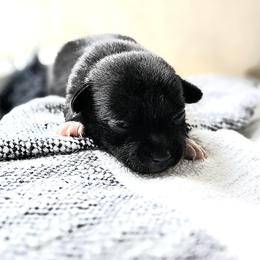 Girl 1 - Black female Chihuahua puppy in Virginia Beach, Virginia from Little Chi Village