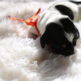 Orange - Piebald female Dachshund puppy in Peebles, Ohio from Cave Valley Hounds