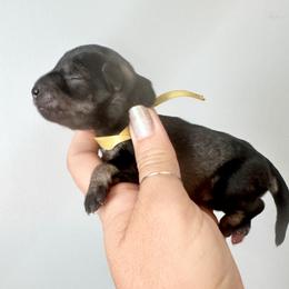Yellow Ribbon Girl - Salt and pepper female Miniature Schnauzer puppy in Floyd, Virginia from Little River Puppies