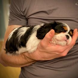 Cavalier King Charles Spaniel Puppies from Kilmaren Cavaliers