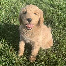 Goldendoodles from A&B Doodles