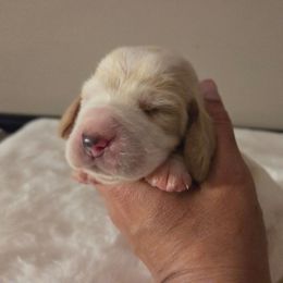Girl Two 2700 - Red and white female Basset Hound puppy in Denison, Texas from Emma Lou's Baby Bassets