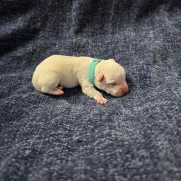 Archie - White male West Highland White Terrier puppy in Toronto, Ohio from Shekinah’s Mi-Kis & Cricket Hill’s Westies