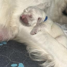 White male - Light golden male Golden Retriever puppy in New Enterprise, Pennsylvania from Life is Golden Retrievers