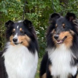 Shetland Sheepdogs from Somerlake Shetland Sheepdogs