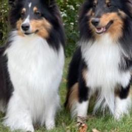 Shetland Sheepdogs from Somerlake Shetland Sheepdogs