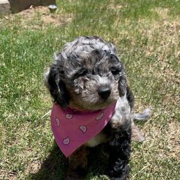 Aussiedoodle Puppies from Aussie Doodles Arizona