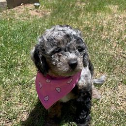 Aussiedoodle Puppies from Aussie Doodles Arizona