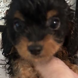 Cavapoo Puppies from Wee-1 Cavapoos
