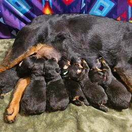 Girl 1 - Black and mahogany female Rottweiler puppy in Worley, Idaho from Templinhaus Rottweilers & DreamHaus French Bulldogs