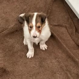 Laird Siobhad (Shi-vawn) (God is Gracious) of Faith - Sable and white male Collie puppy in Citra, Florida from Faith Rough Collie’s